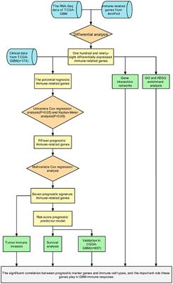 Construction and Validation of an Immune-Related Risk Score Model for Survival Prediction in Glioblastoma